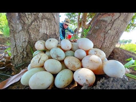 Top Video Fishing A Fisherwoman Skills Pick A Lots Of Duck Eggs In