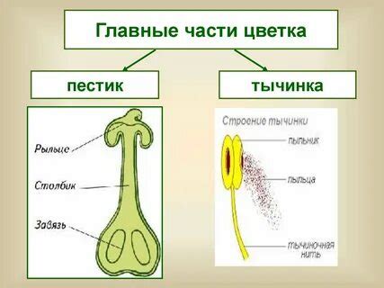 Тычинка: 2 тыс изображений найдено в Яндекс Картинках