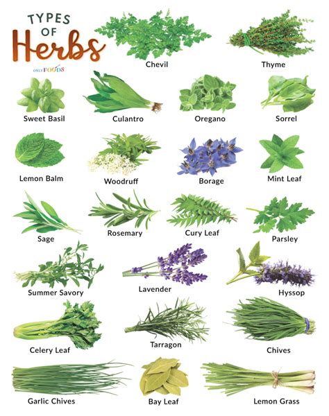 List of the Different Types of Herbs and Spices With Pictures