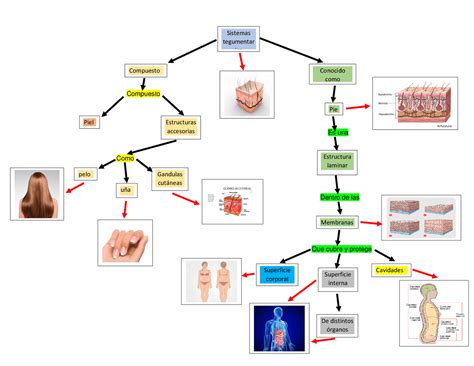 Arriba Imagen Mapa Mental De Sistema Tegumentario Abzlocal Mx