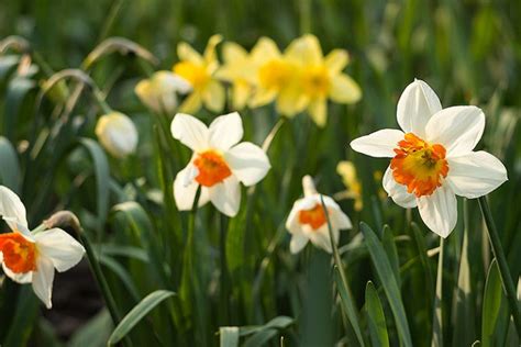 15 Of The Best Daffodil Cultivars For Naturalized Plantings