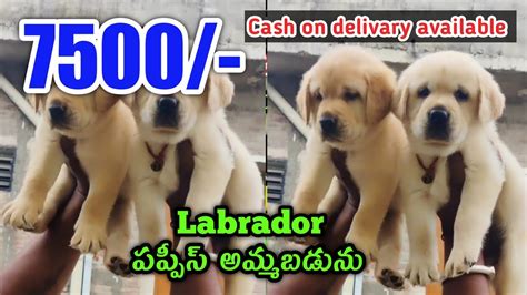 Show Quality Labrador Puppies For Sale In Telugu Aj Pets