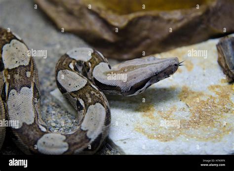 Snake shows tongue Stock Photo - Alamy