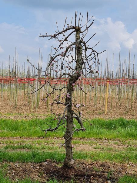 Laagstam Appelboom Kopen Brienissen Nl De Grootste In Bomen