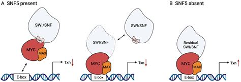 Emerging Themes In Mechanisms Of Tumorigenesis By SWI SNF Subunit