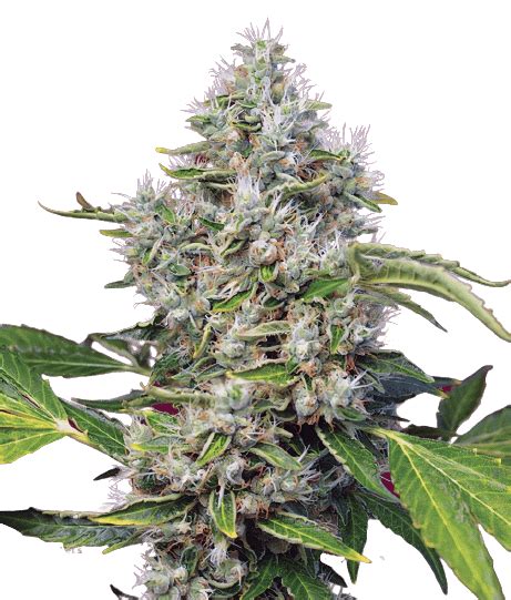 American Kush Cannabis Seeds Royal King Seeds Feminized