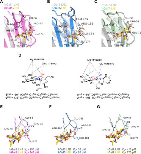 Pairwise comparison of the β galactoside recognition site in the