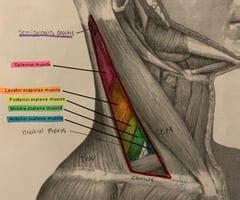 Posterior Triangle Of The Neck Flashcards Quizlet