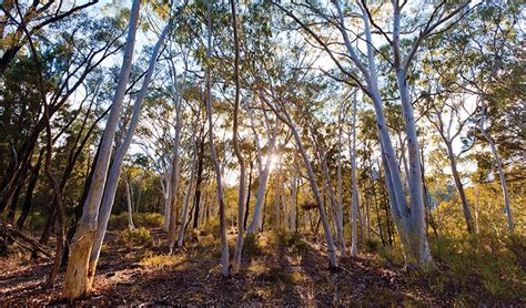 Nsw Woodland Environments Nsw National Parks