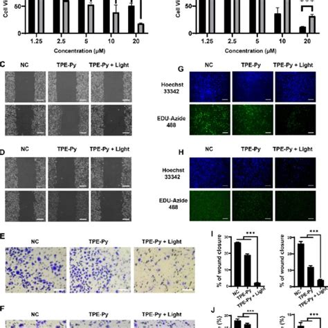 Cell Viability Migration And Invasion Of Bgc And Sgc Cells