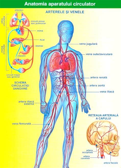 Anatomia Si Fiziologia Aparatului Cardiovascular