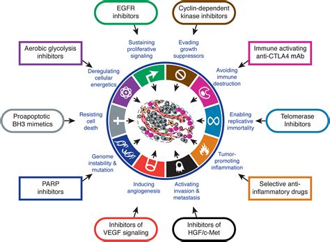 Hallmarks Of Cancer The Next Generation Cell