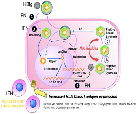 Schematic of interferon’s proposed mechanisms of action. Interferon ...