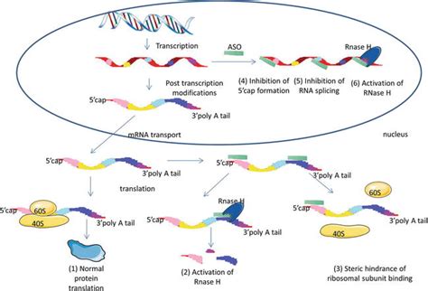 Antisense Oligonucleotides Aso