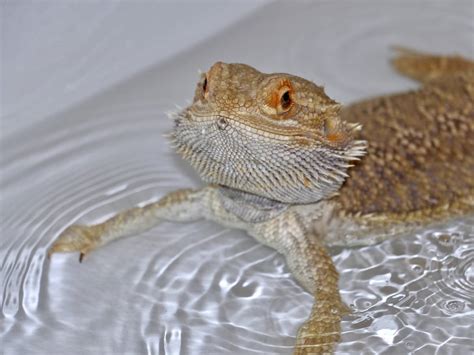 Cute Baby Bearded Dragons