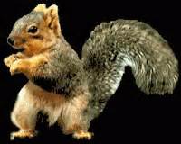 Dance Squirrel GIF - Dance Squirrel Funny - Discover & Share GIFs