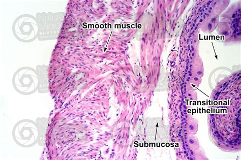 Rat Urinary Bladder Transverse Section X Rat Mammals