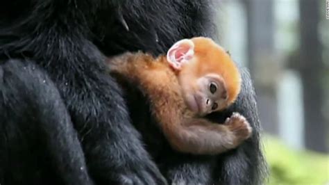 Meet Pumpkin One Of The Worlds Rarest Monkeys Cnn Video