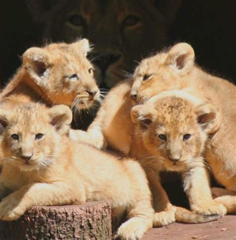 A Pile o' Four! Rare Asiatic Lion Cubs Born at Paignton Zoo - ZooBorns