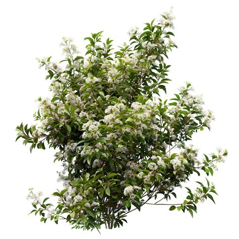 Premium Psd Psd Cutout Tree Coccoloba Uvifera Cut Out Vegetation