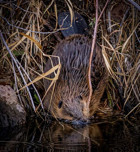 Waterton Canyon - Close to Home - Our Urban Wildlife