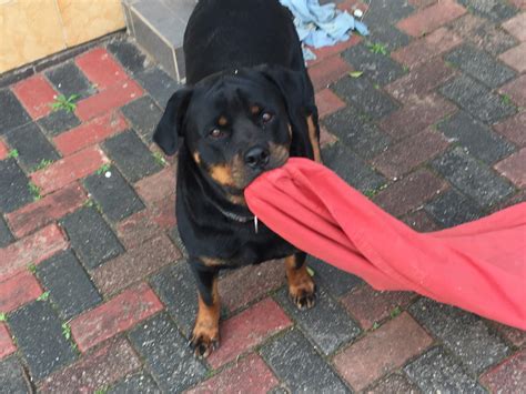 My Beauty 2 Year Old Female R Rottweiler