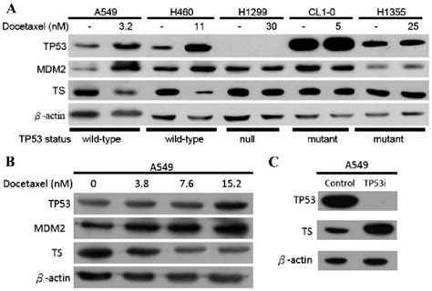 Association Of The Tp Status And Ts Expression With Doc Treatment