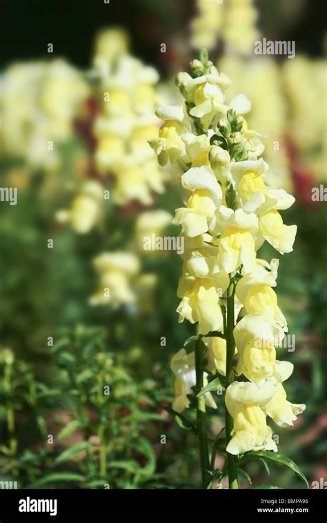 Snapdragon Flowers In Bloom In The Garden Stock Photo Alamy