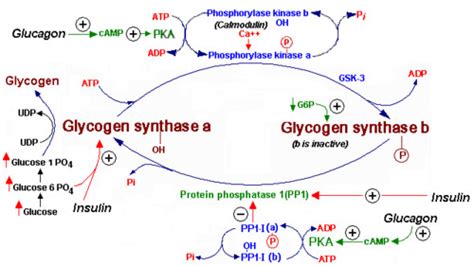 Regulation Of Glycogen Synthesis Flashcards Quizlet