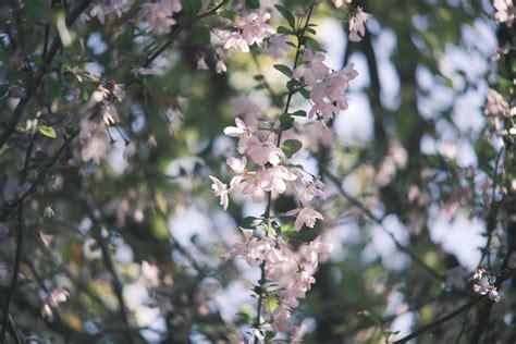 Pink and white peach blossoms on a peach tree 22187767 Stock Photo at Vecteezy