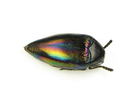 Premium Photo Beetle Isolated On White Real Jewell Beetle Sternocera