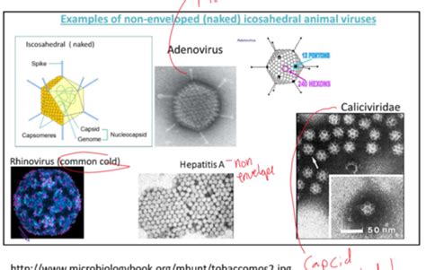 Intro To Viruses Flashcards Quizlet