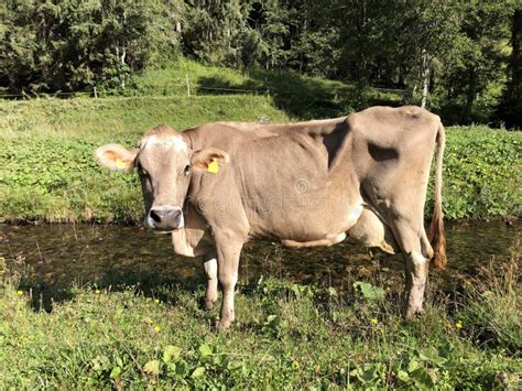 Vacas En Los Prados Y Pastos En El Valle Alpino De Oberseetal Nafels