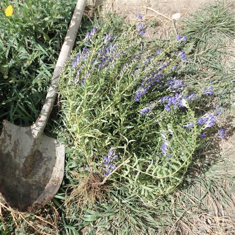 Baikal Skullcap Tincture - Elk Mountain Herbs