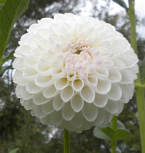 Dahlia Dorothy R In The Dahlias Database