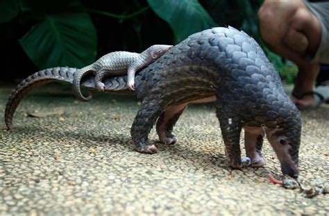 9 Tons of Pangolin Scales Are Seized in Hong Kong - The New York Times