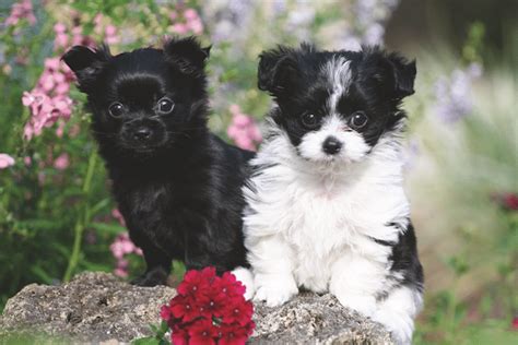 Meet the Mi-Ki: This Small Dog Breed Makes a Big Impression – Dogster