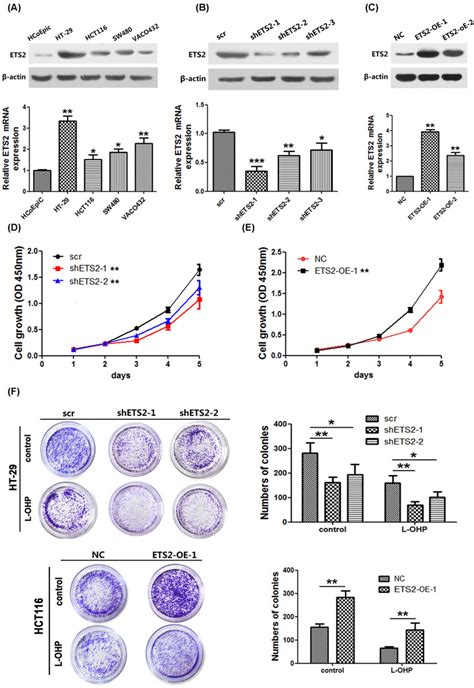 Ets2 Promotes Colorectal Cancer Crc Cell Growth Migration And