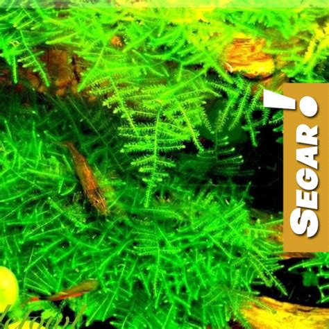 Jual Tumbuhan Air Moss Peacok Lempeng Pakis Tanaman Aquarium Aquascape