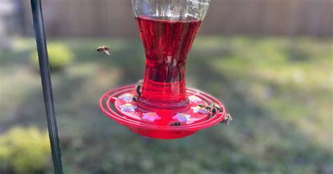 How To Easily Keep Bees Away From Your Hummingbird Feeder