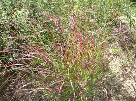 Panicum Virgatum Rotstrahlbusch Rutenhirse Gartenpflanzen Daepp