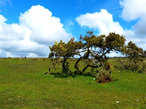 Bodmin Moor Paisaje Páramo Foto gratis en Pixabay Pixabay