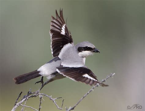 Loggerhead Shrike Flying