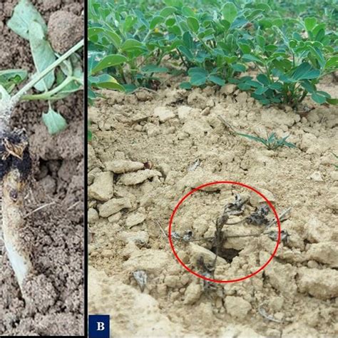 Collar Rot Symptoms Observed On L14 Cultivar Groundnut On The Field A Download Scientific