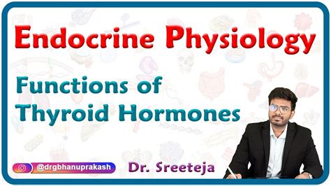 Functions Of Thyroid Hormones Endocrine Physiology Usmle Step 1 Youtube