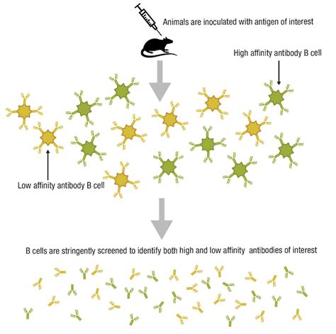 Antibody Essentials Part 1 Antibody Basics Cst Blog