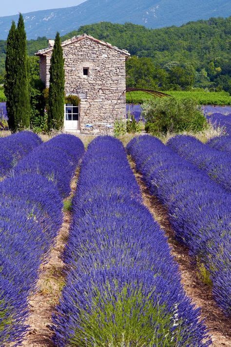 7 Lavender fields - Provence, France ideas | lavender fields, lavender ...