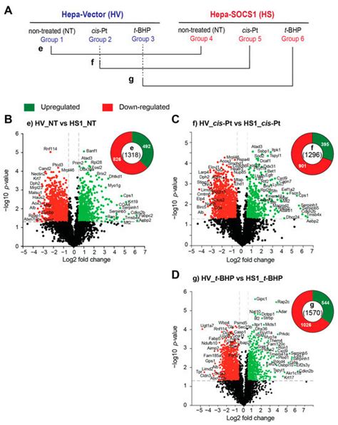 Cancers Free Full Text The Tumor Suppressor Socs Diminishes