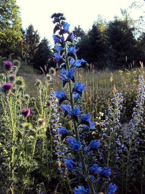 Inheemse Plant Knikkend Nagelkruid Geum Rivale Artofit