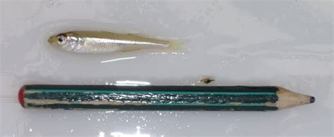 Smelt Fishturkey Hora Price Supplier 21food